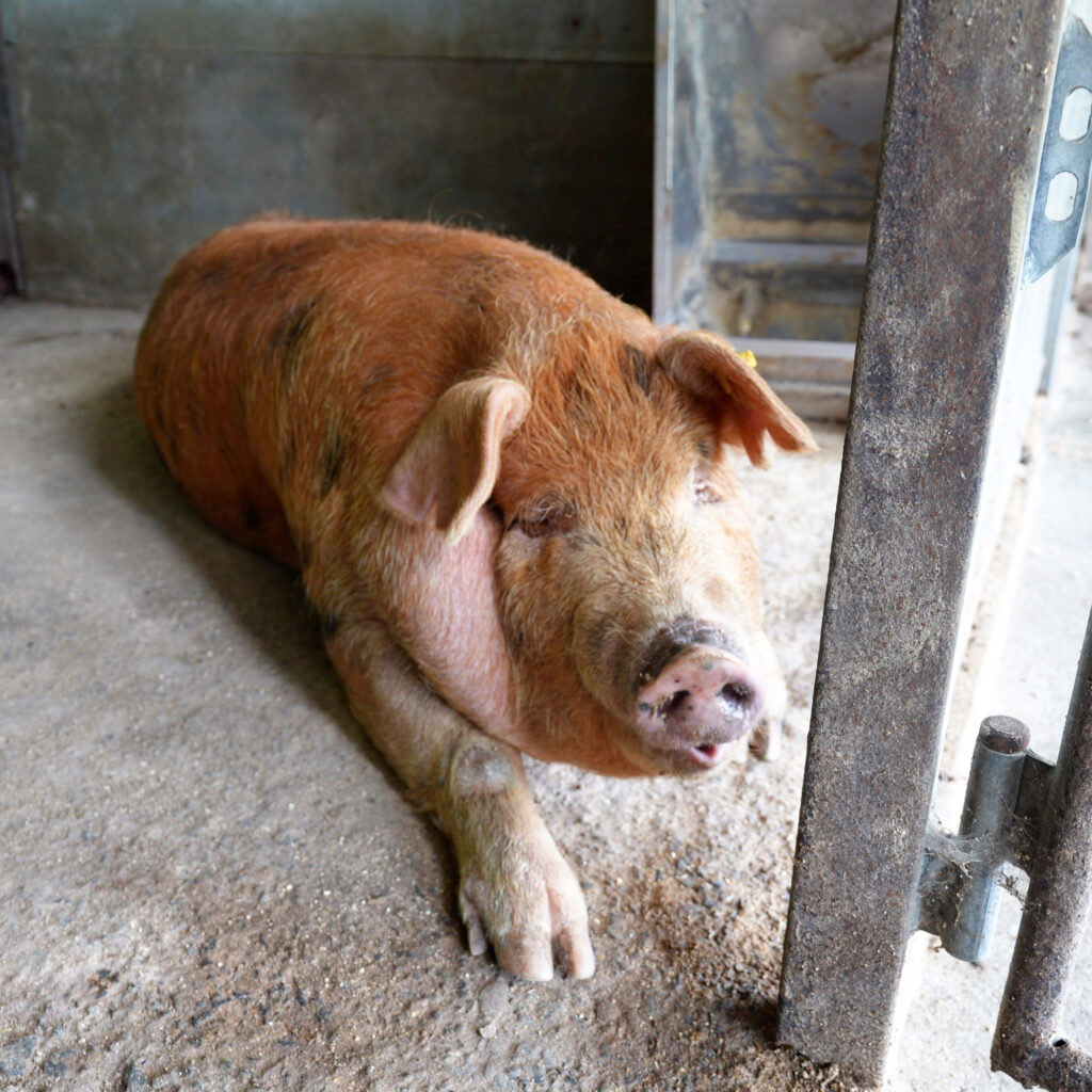 トウキョウＸ 誕生の歴史