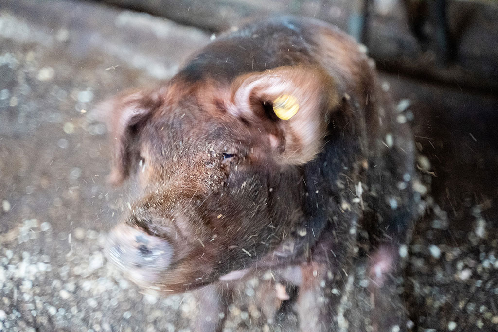 最高級の豚肉を育てる理由
