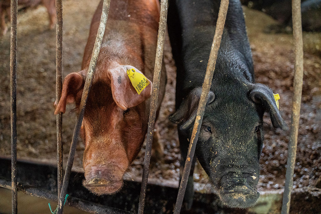 最高級の豚肉を育てる理由