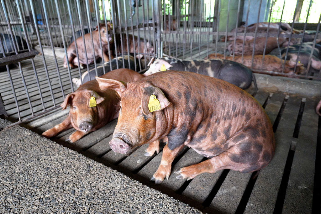 「五感がトキメク」幻の豚・TOKYO Xの美味しさを届けるために